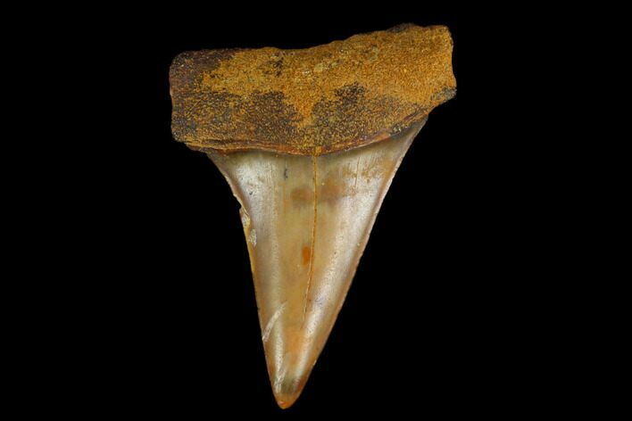 Colorful Mako/White Shark Tooth Fossil - Sharktooth Hill, CA #113946